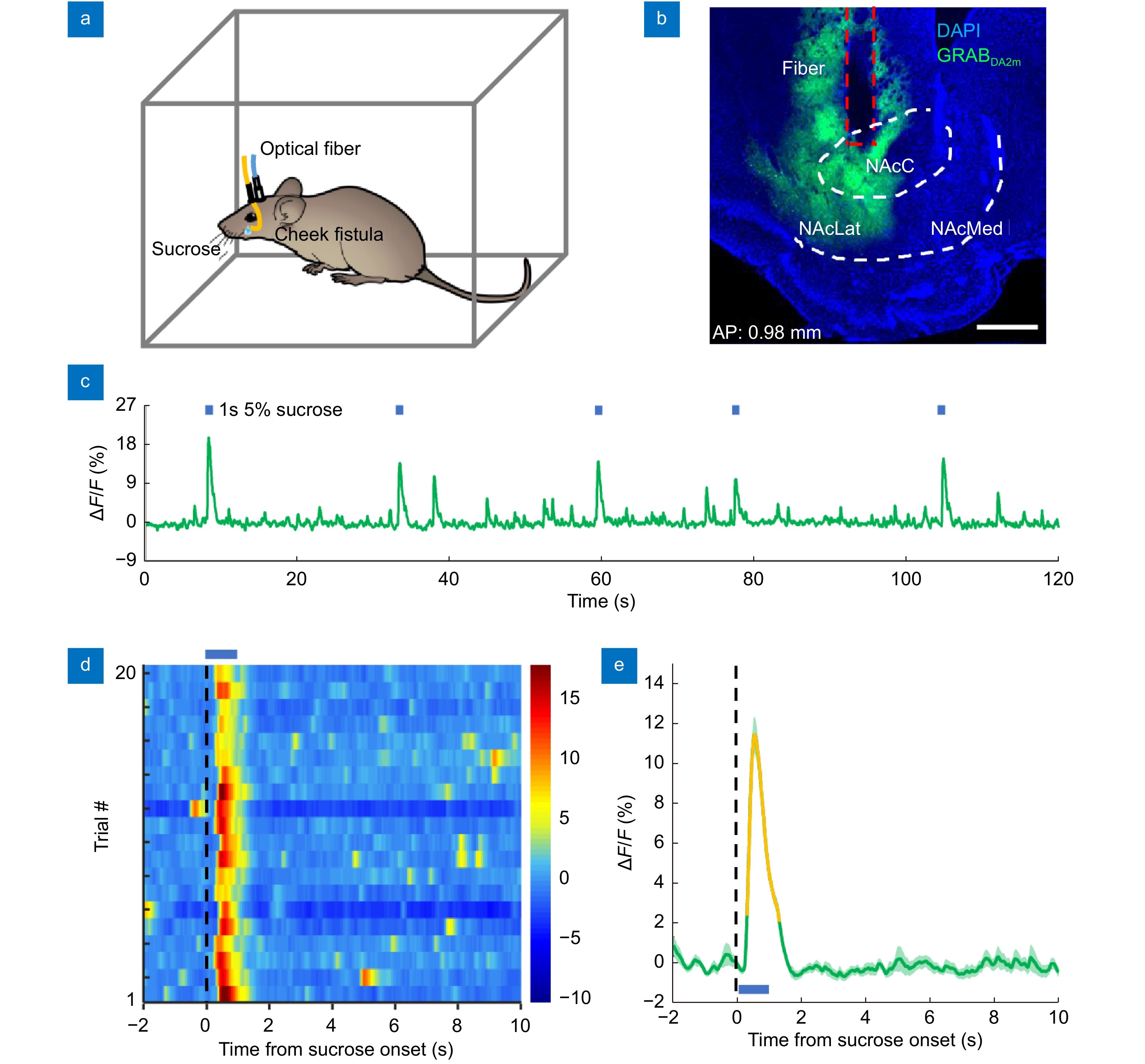 All Fiber Transmission Photometry For Simultaneous Optogenetic